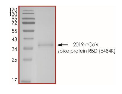 The purity of 2019-nCoV Spike protein S1 subunit, RBD (E484K) was determined to be >90% by densitometry